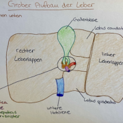 Anatomie der Leber Leberzirrhose